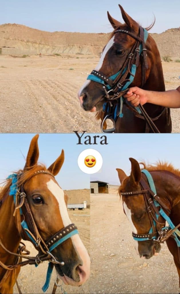 باشگاه سوارکاری و آموزش و پانسیون و خرید و فروش اسب چیتا در بستک