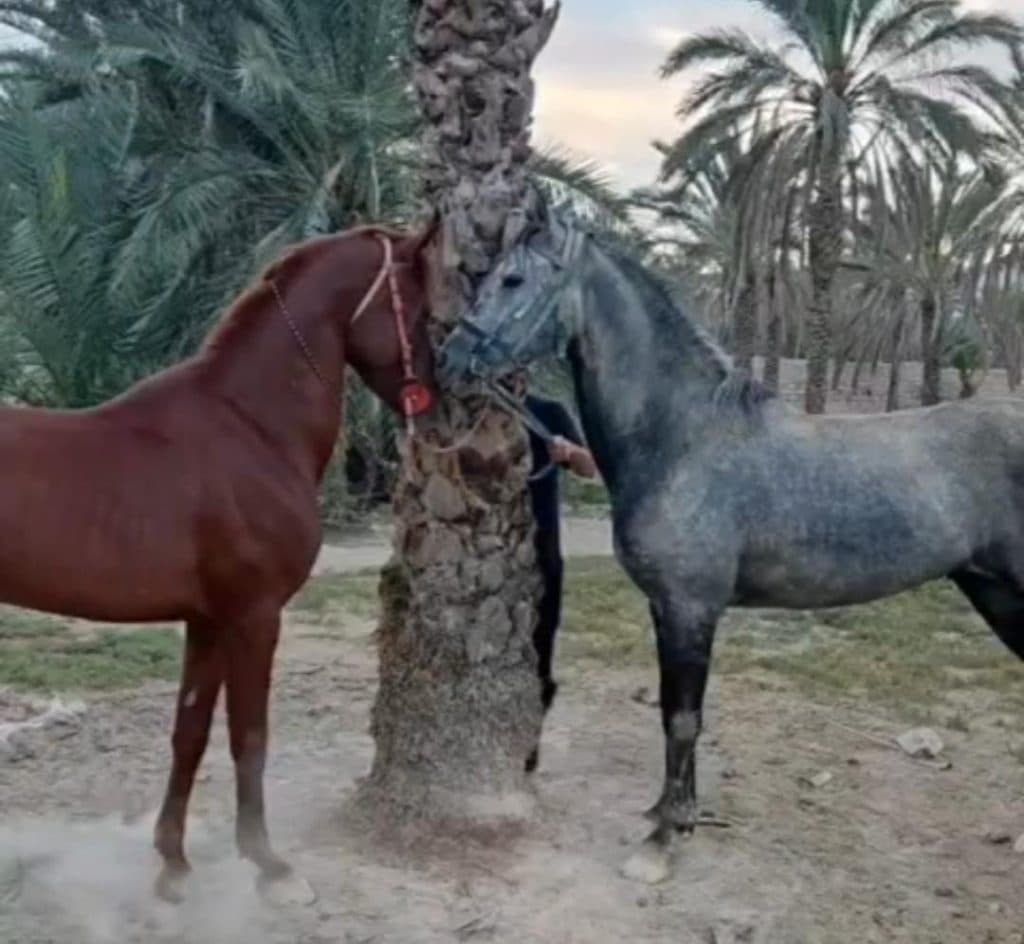 باشگاه سوارکاری و آموزش و پانسیون و خرید و فروش اسب چیتا در بستک