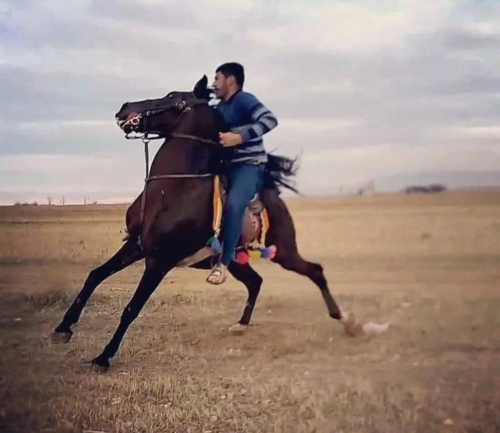 آموزش پانسیون و باشگاه سوارکاری سیمرغ در رزن همدان