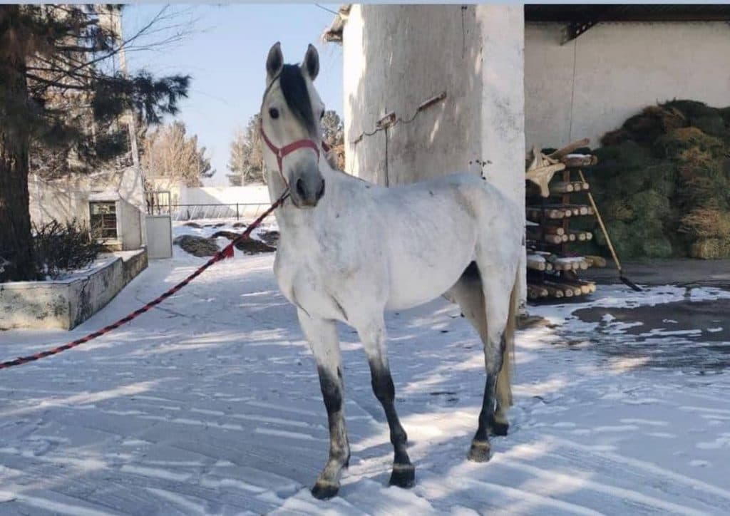 باشگاه سوارکاری آموزش خرید و فروش اسب صف شکن در چیتگر تهران