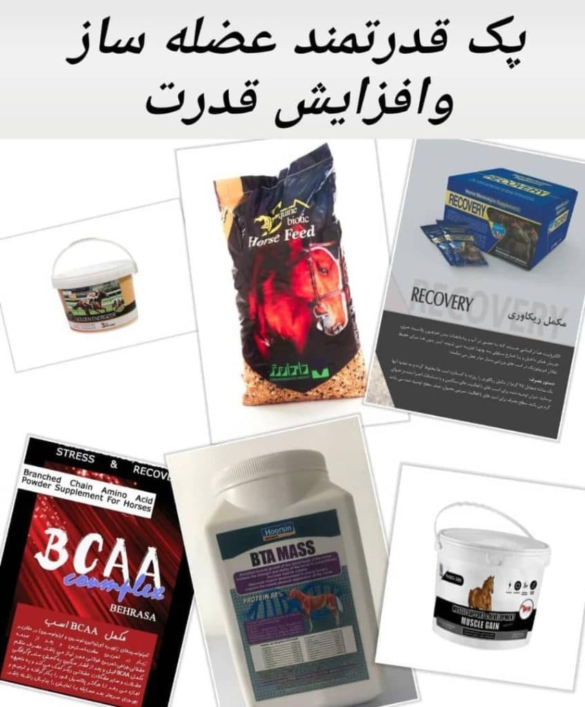 دامپزشکی و فروشگاه لوازم سوارکاری و پت شاپ سرزمین حیوانات در کرمان