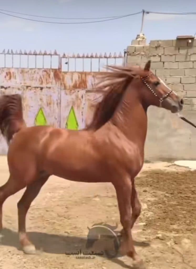 باشگاه سوارکاری و خرید و فروش و آموزش پانسیون صنعت اسب در شربیان تبریز
