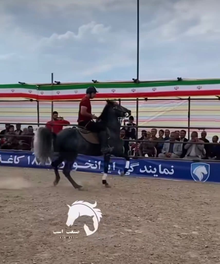 باشگاه سوارکاری و خرید و فروش و آموزش پانسیون صنعت اسب در شربیان تبریز