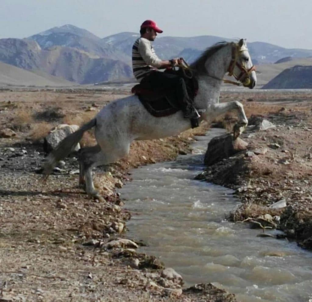 تولید و پرورش و خرید و فروش اسب آموزش سوارکاری اقدم در مراغه