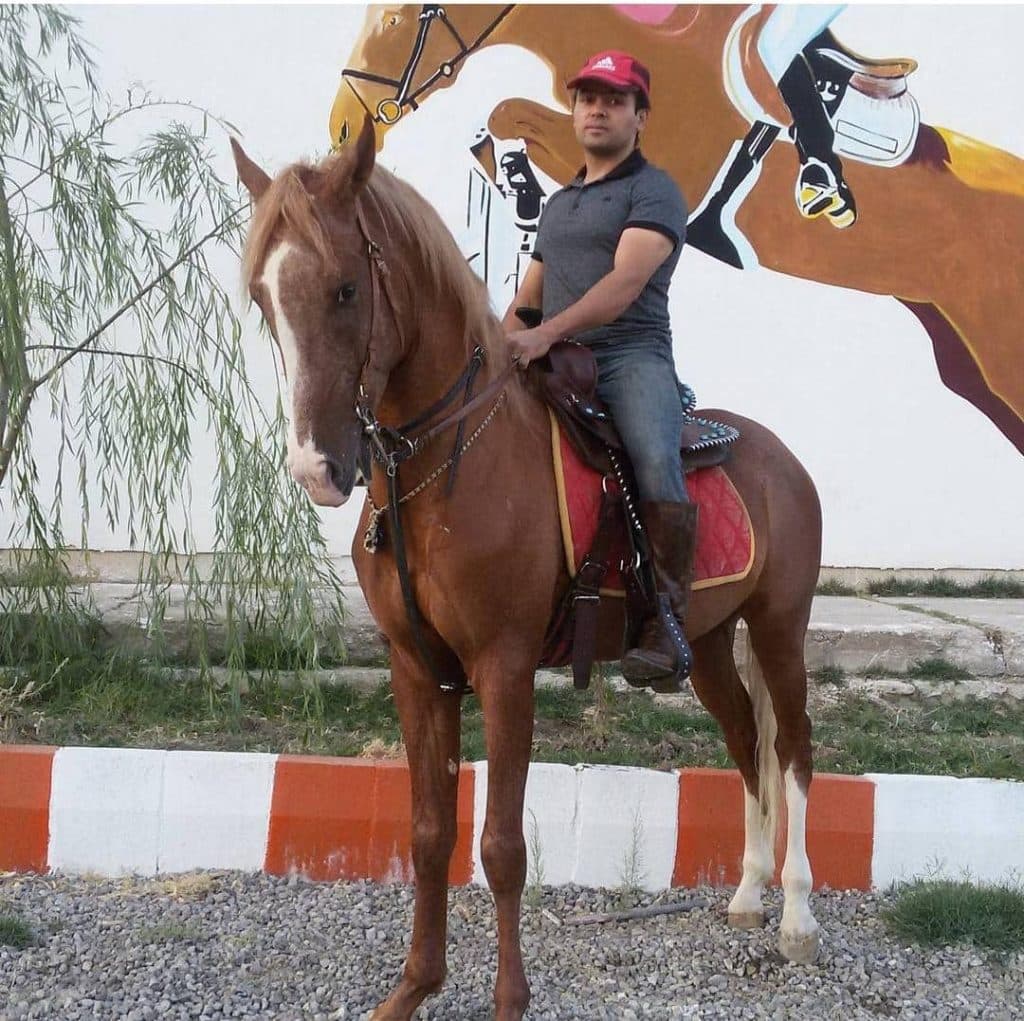 تولید و پرورش و خرید و فروش اسب آموزش سوارکاری اقدم در مراغه