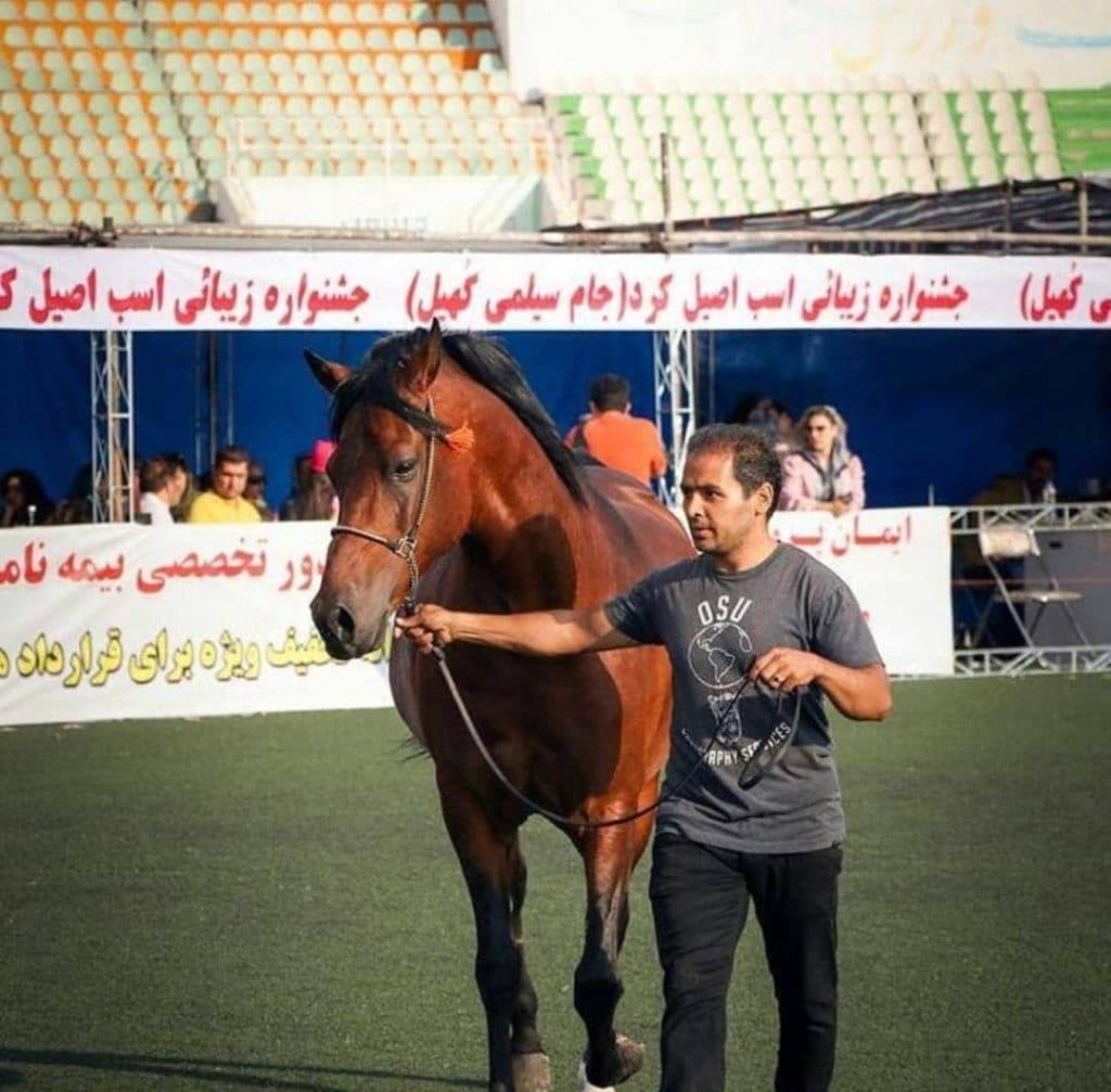 تولید و پرورش و خرید و فروش اسب آموزش سوارکاری اقدم در مراغه