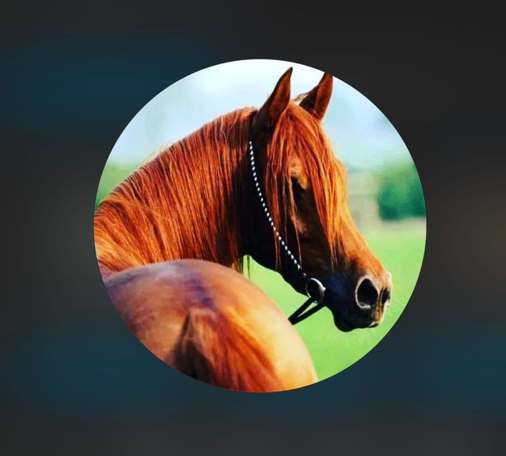 تولید و فروش لوازم سوارکاری تکین در میانه آذربایجان شرقی