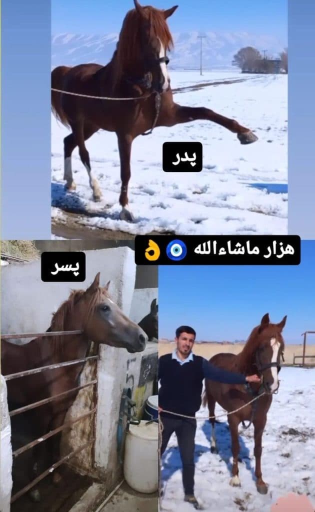 باشگاه سوارکاری اورست در اردبیل