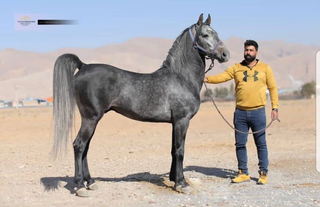 سلمان سلطانی مربی سوارکاری و مرکز پرورش اسب آشوب در اصفهان