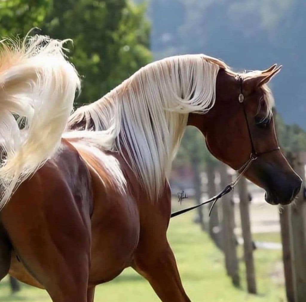 باشگاه سوارکاری شهریار در مهاجران اراک