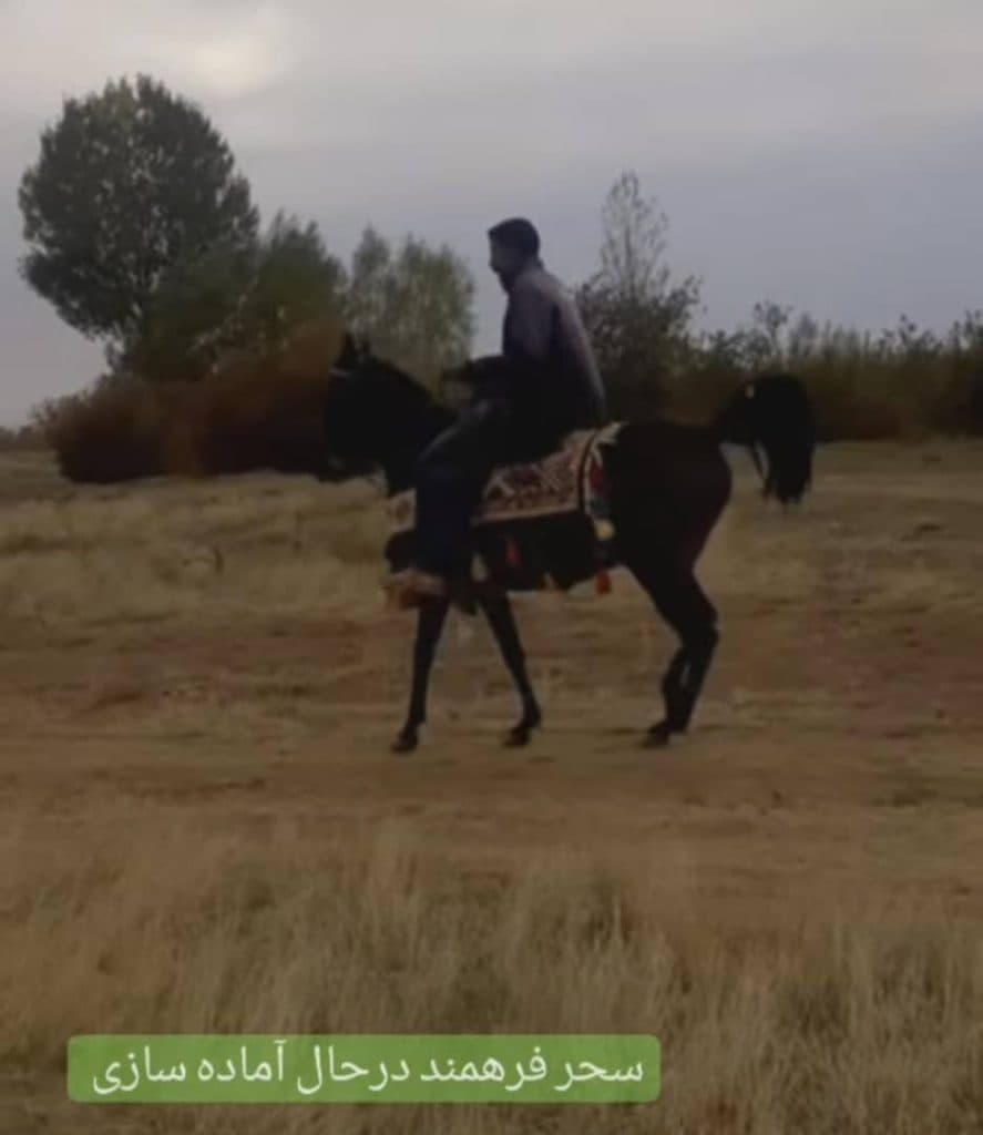 تولید و پرورش آموزش سوارکاری نعلبندی خرید و فروش اسب پورفرهمند در اردبیل