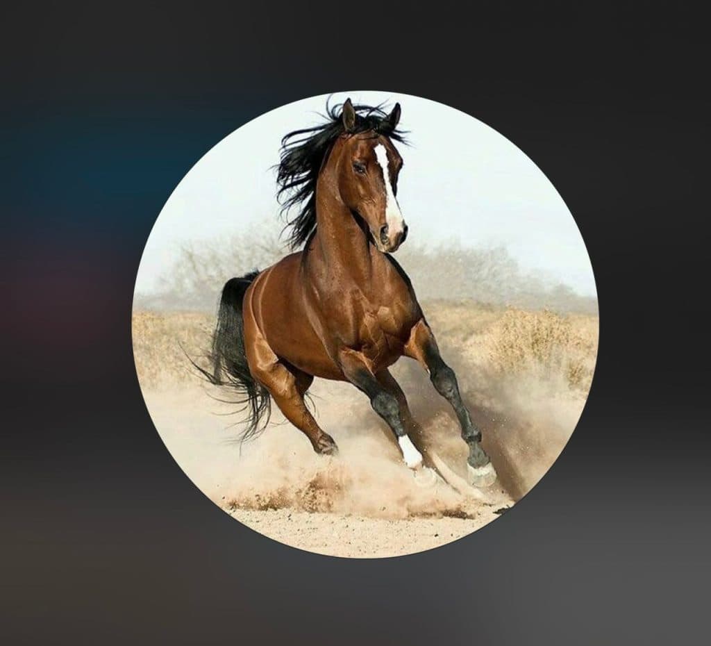 باشگاه سوارکاری و پانسیون و لوازم سوارکاری کاوه در دامغان سمنان