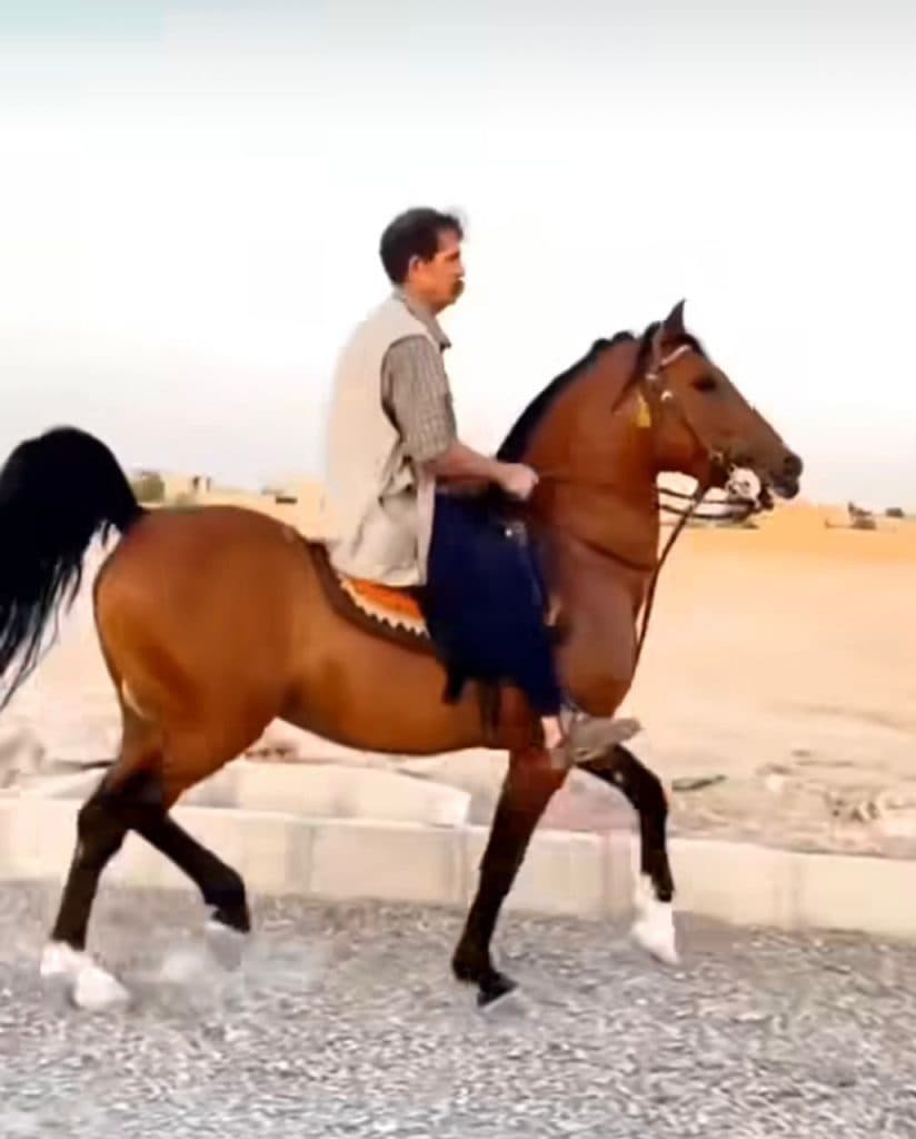 باشگاه پرورش اسب و سوارکاری آموزش و خرید و فروش حاجی شاطر در میبد یزد