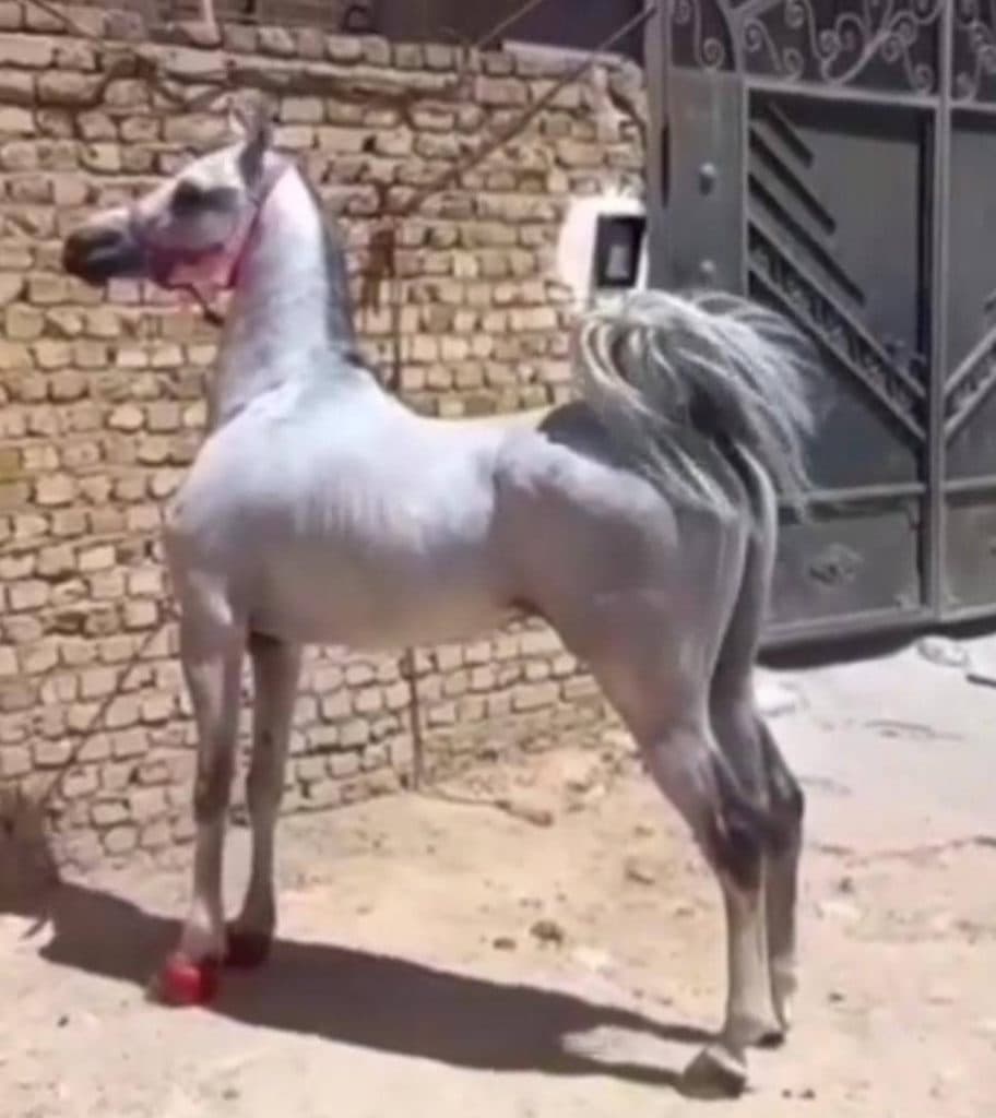 آموزش سوارکاری و خرید و فروش اسب سرخه در برازجان بوشهر