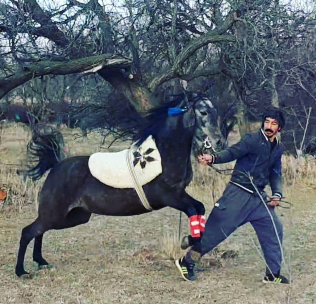 تولید و پرورش آموزش سوارکاری نعلبندی خرید و فروش اسب پورفرهمند در اردبیل