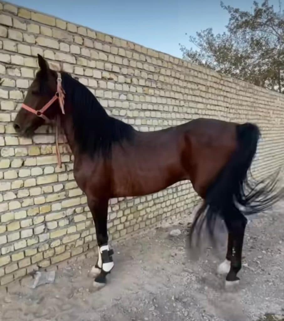 باشگاه سوارکاری و پانسیون هورس کلاب کاشان اصفهان