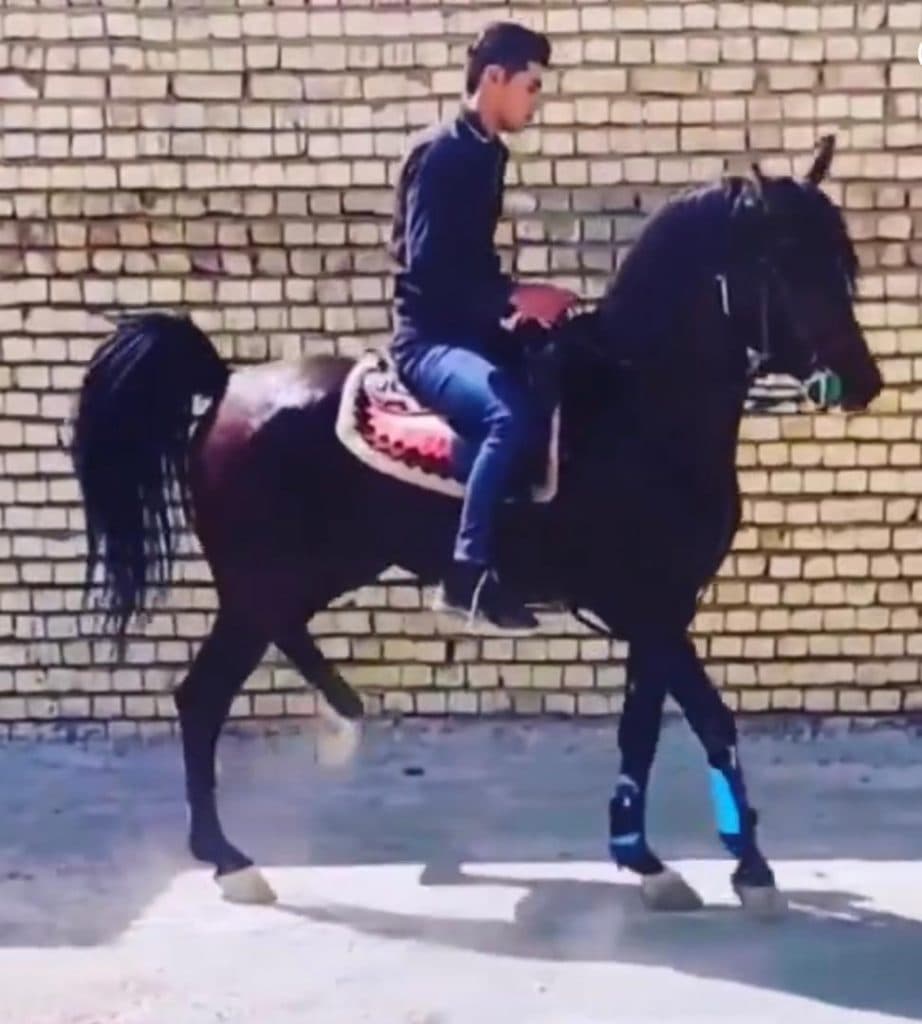 باشگاه سوارکاری و پانسیون هورس کلاب کاشان اصفهان