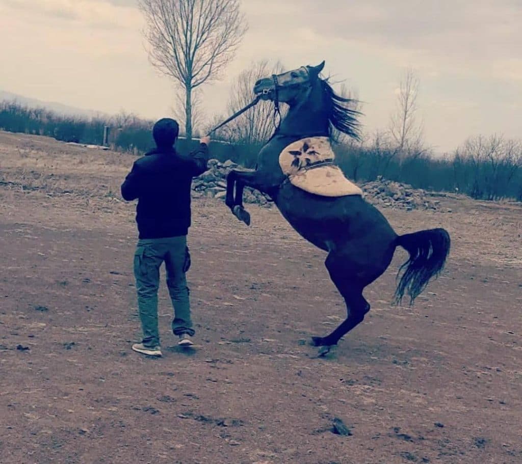 تولید و پرورش آموزش سوارکاری نعلبندی خرید و فروش اسب پورفرهمند در اردبیل