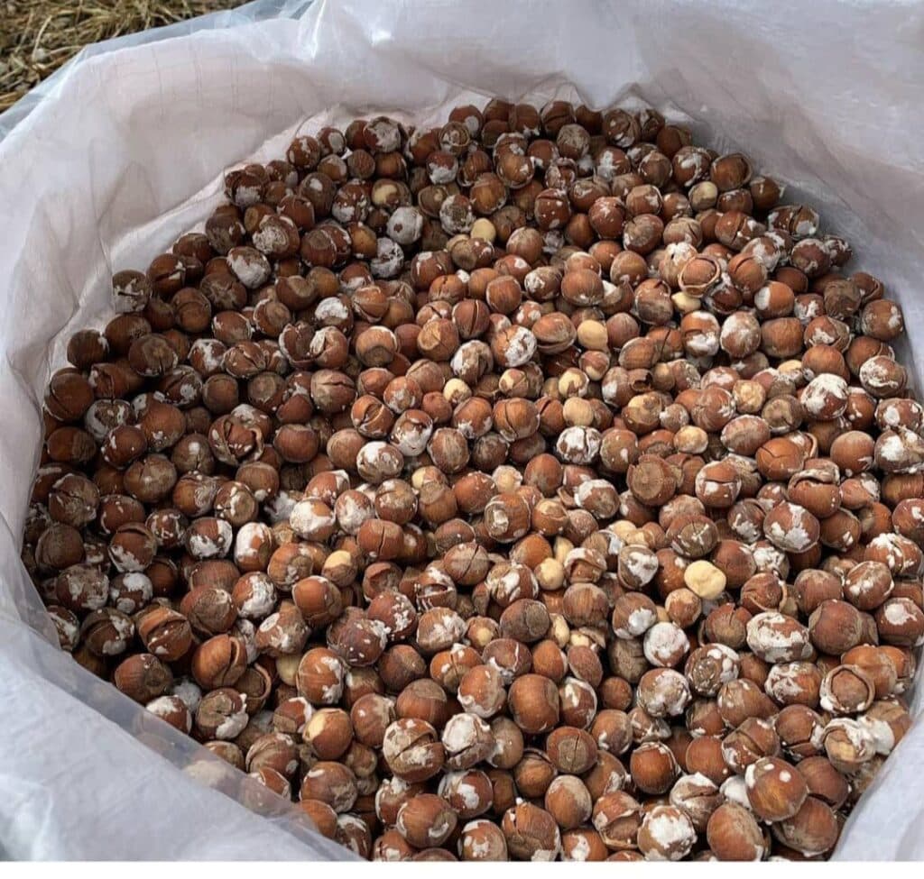 خرید و فروش فندق ممتاز باقی زاده در رودسر