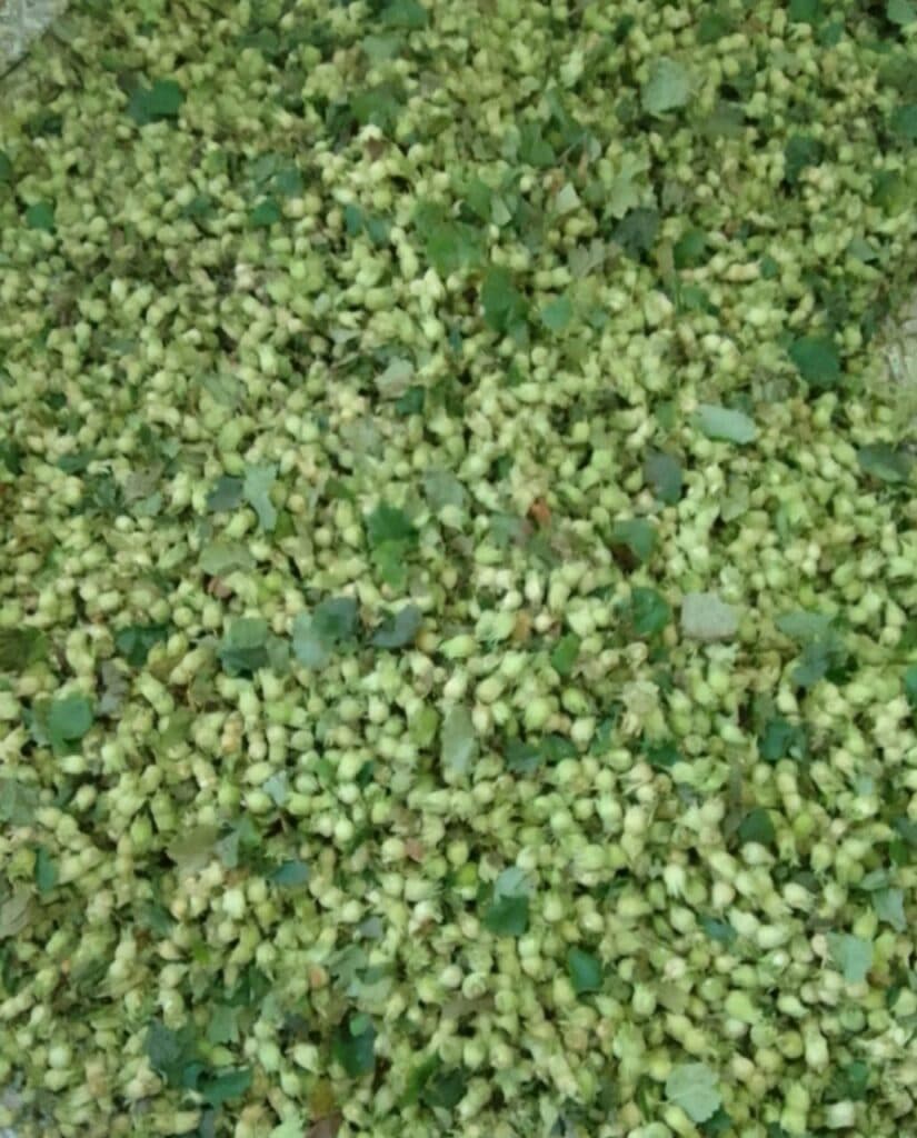 خرید و فروش فندق ممتاز باقی زاده در رودسر