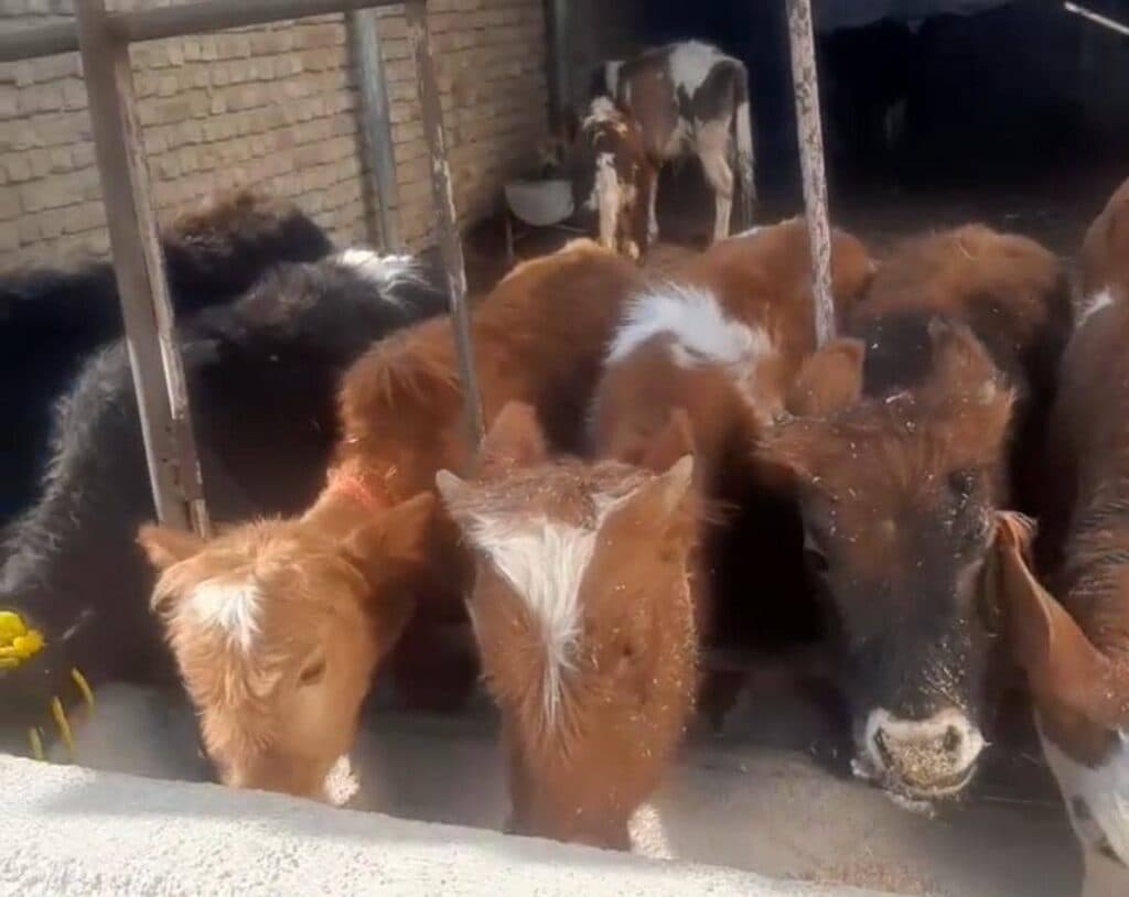 مرکز فروش گاو گوساله سیمینتال حاج رحیم ایری در بندرترکمن گلستان