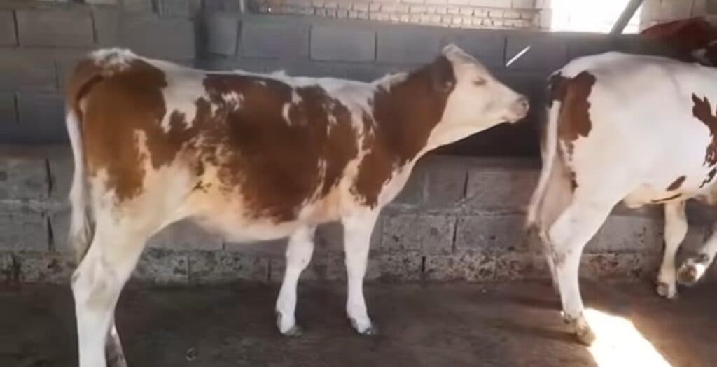 مرکز فروش گوساله کلته در بندر ترکمن گلستان