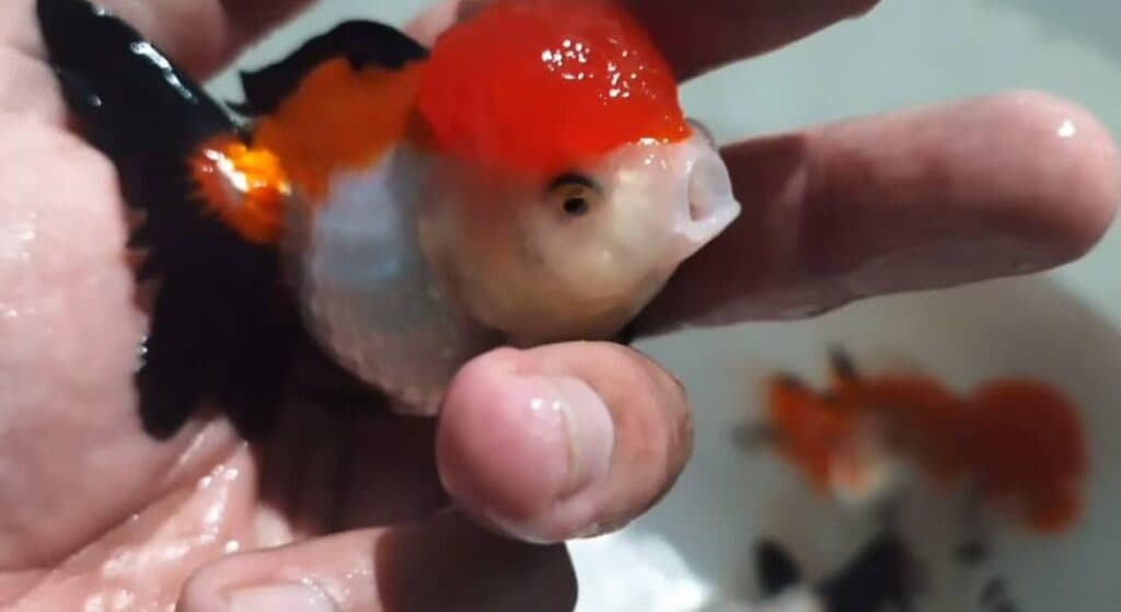 پرورش ماهی های زینتی اکواریومی ایرانیوم مزرعه ماهی در شهریار تهران