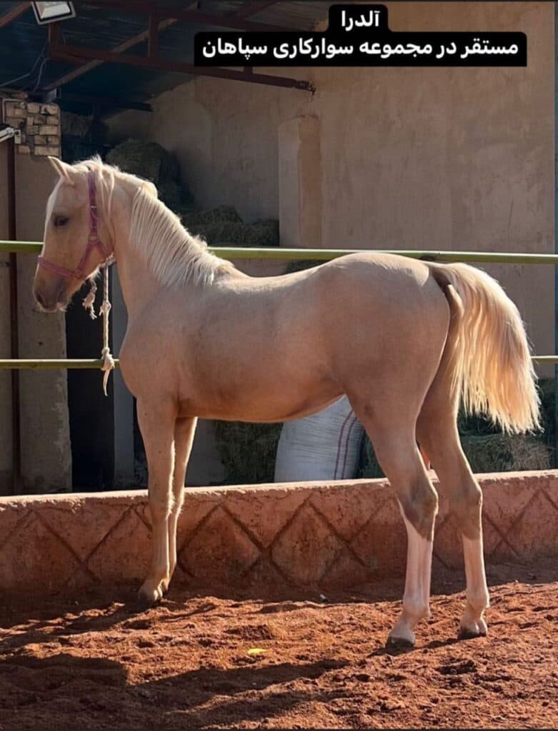 باشگاه سوارکاری سپاهان در اصفهان