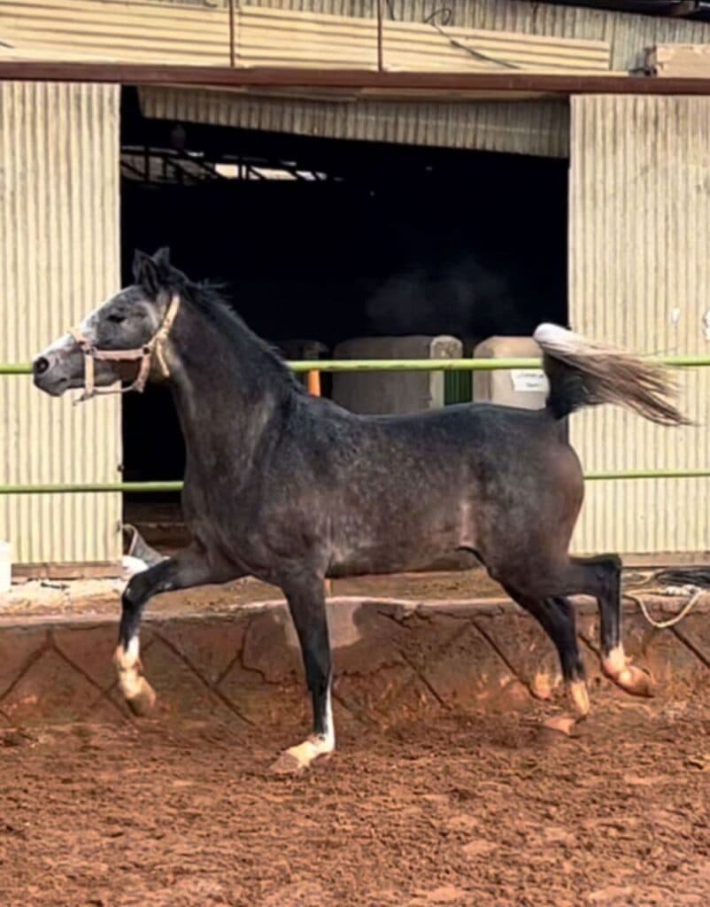 باشگاه سوارکاری سپاهان در اصفهان