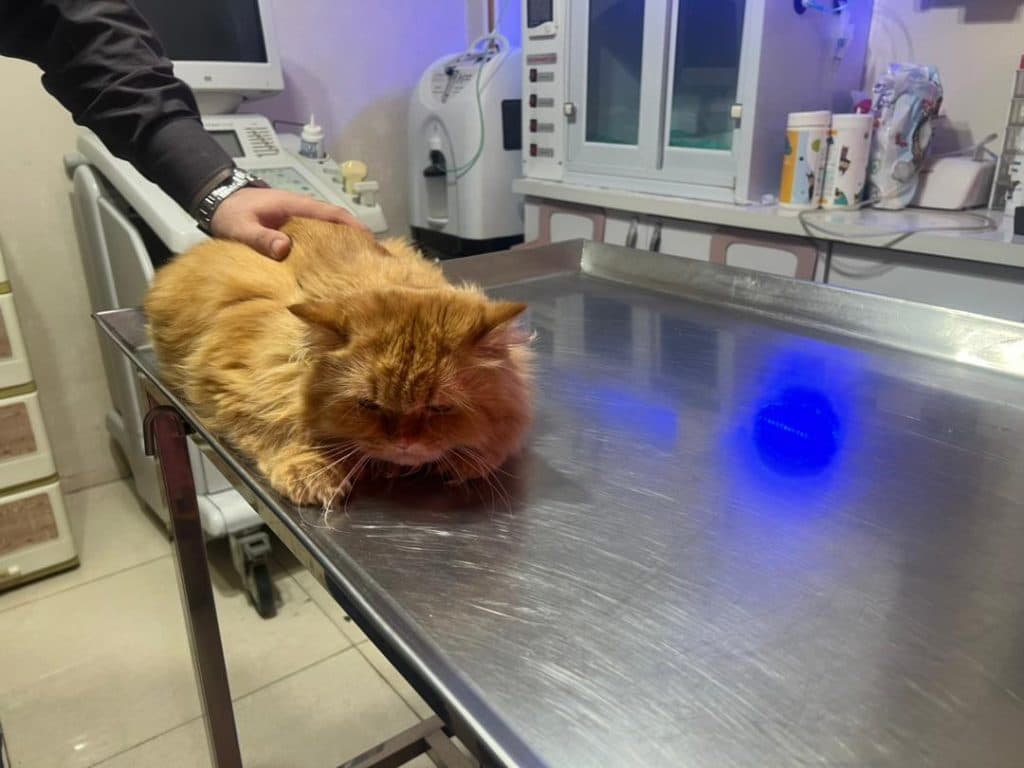 کلینیک پت شاپ پاندا در تبریز