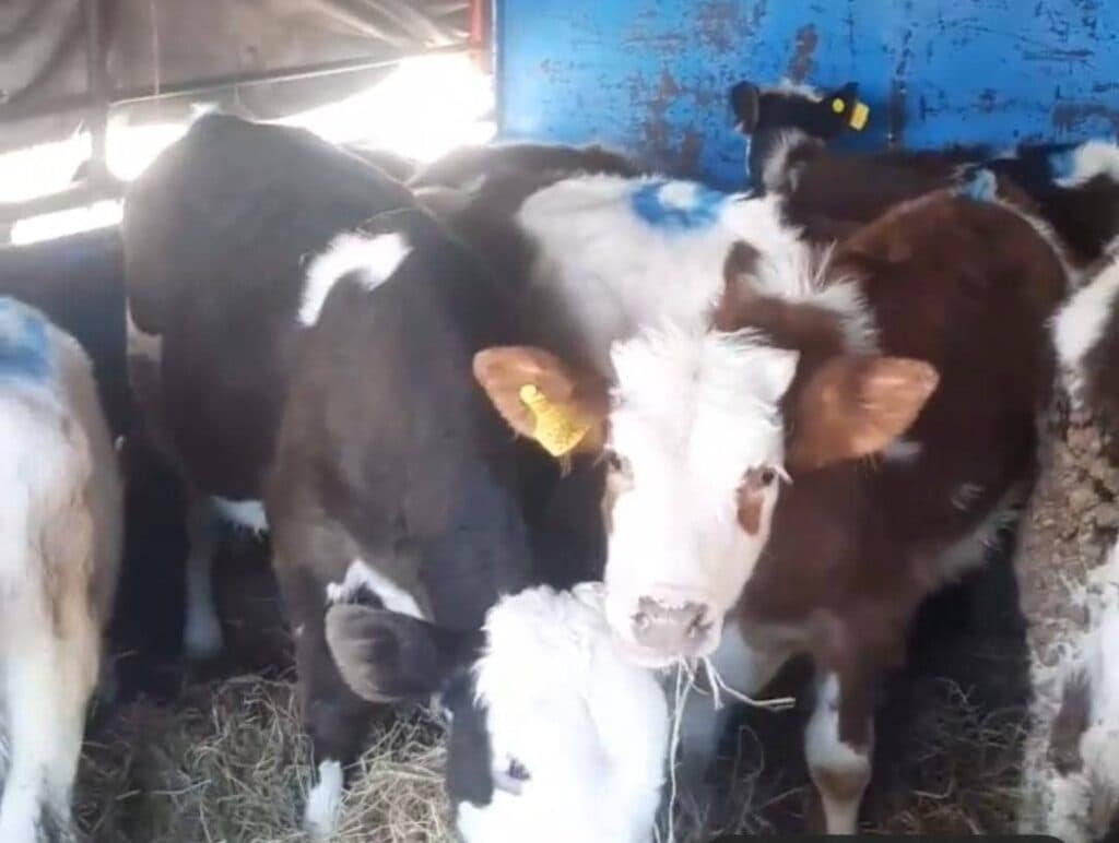 مرکز فروش گاو گوساله سیمینتال حاج رحیم ایری در بندرترکمن گلستان