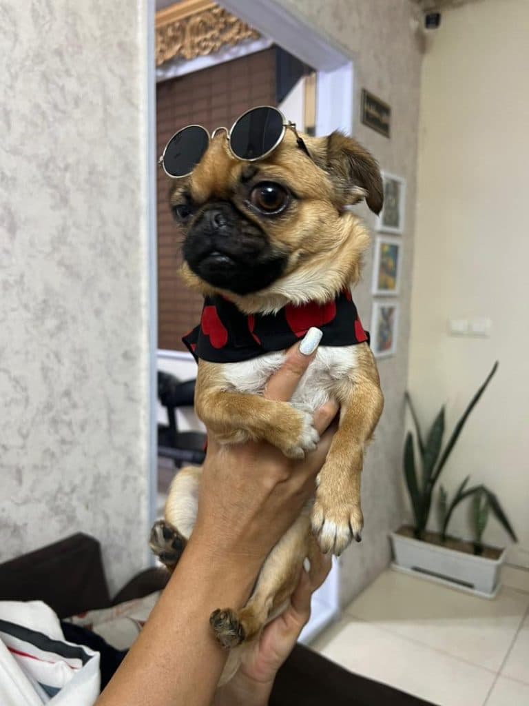 کلینیک پت شاپ پاندا در تبریز