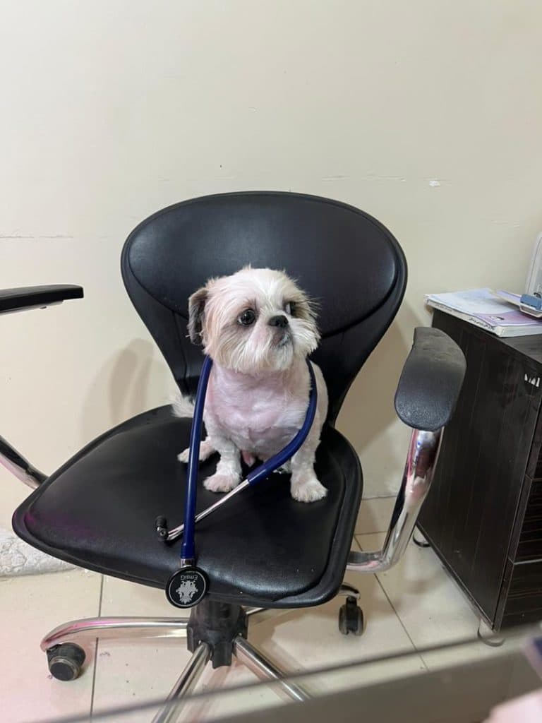 کلینیک پت شاپ پاندا در تبریز