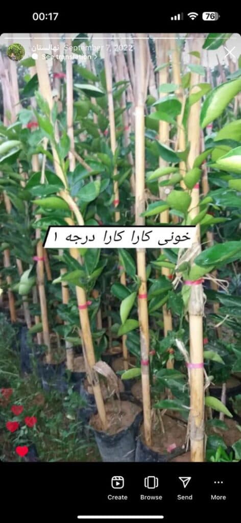 نهالستان و گلخانه برادران روحی در همت آباد ساری