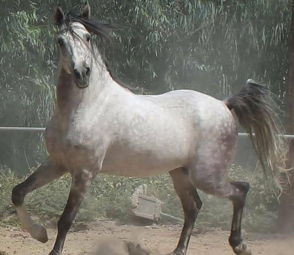 باشگاه پرورش اسب و سوارکاری وادی الموج در خوزستان