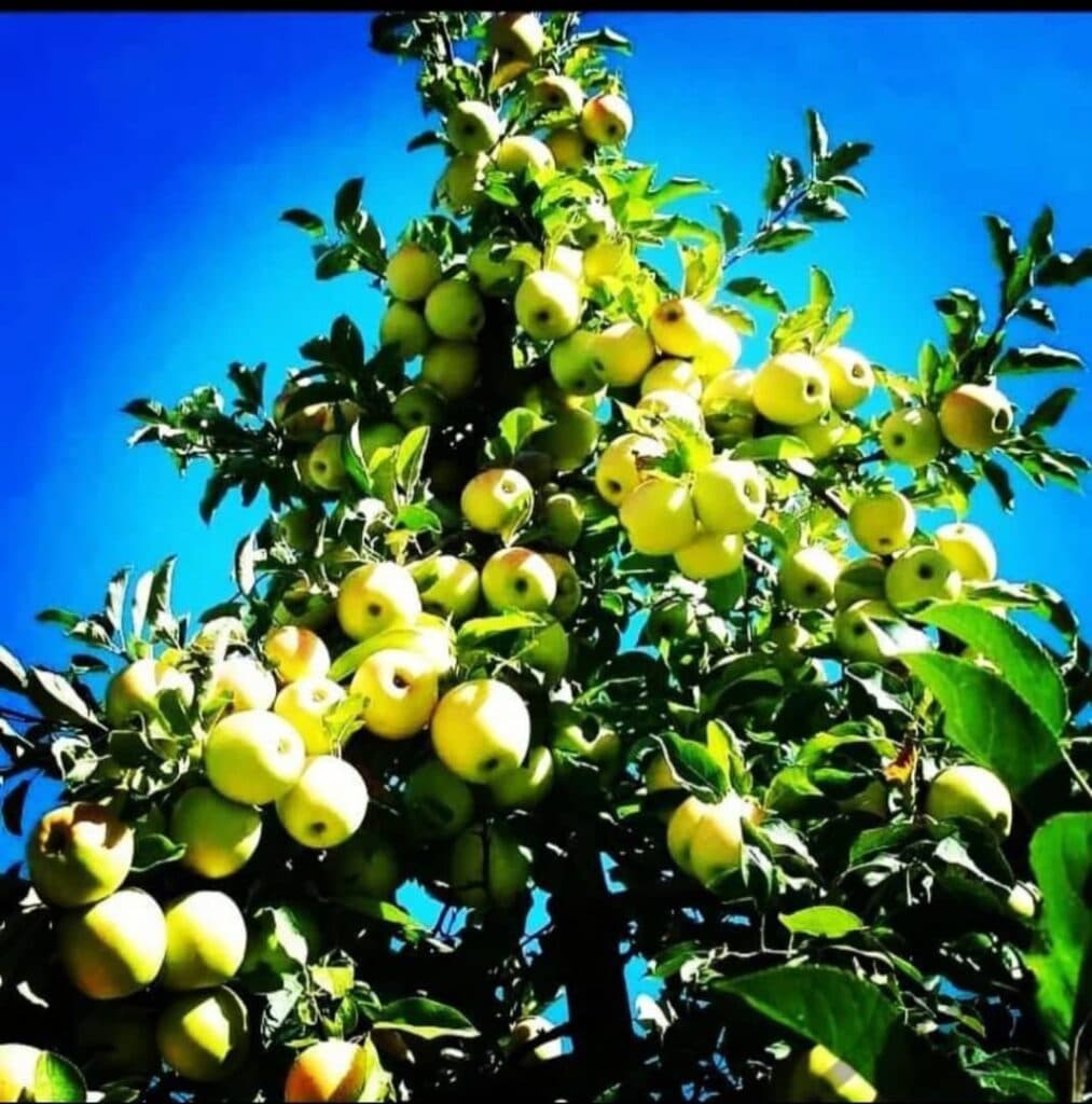 نهال فروشی قوامی در سنندج