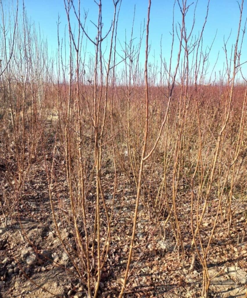 نهال فروشی قوامی در سنندج