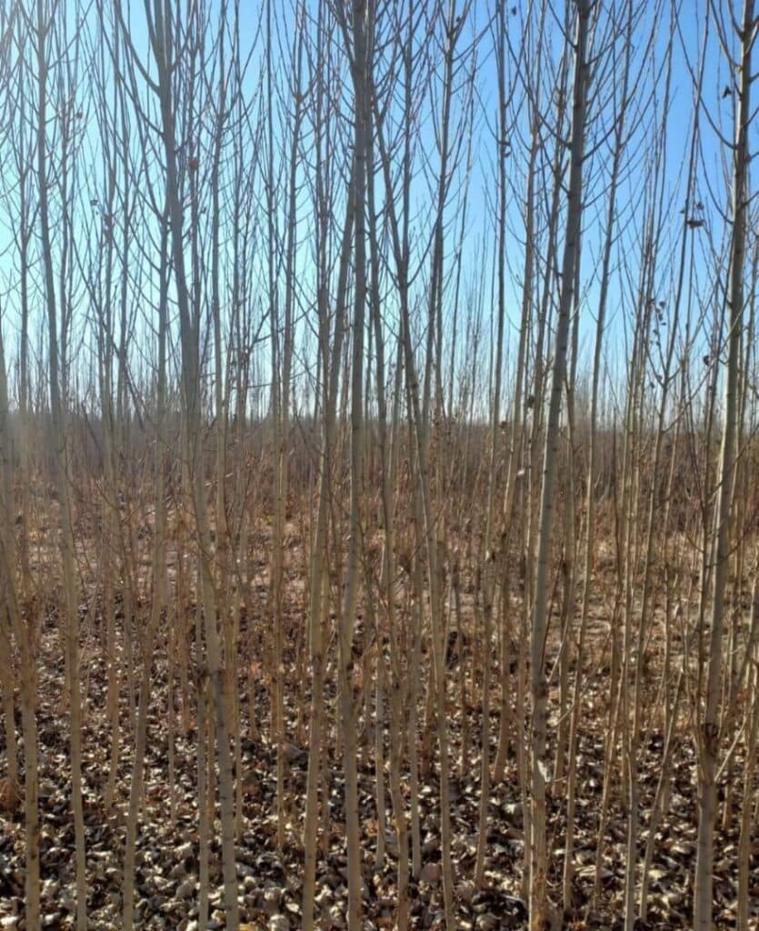 نهال فروشی قوامی در سنندج