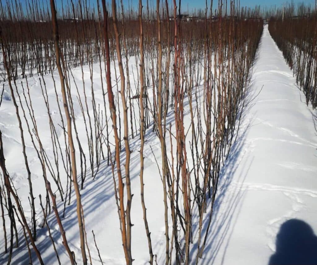 نهال فروشی قوامی در سنندج