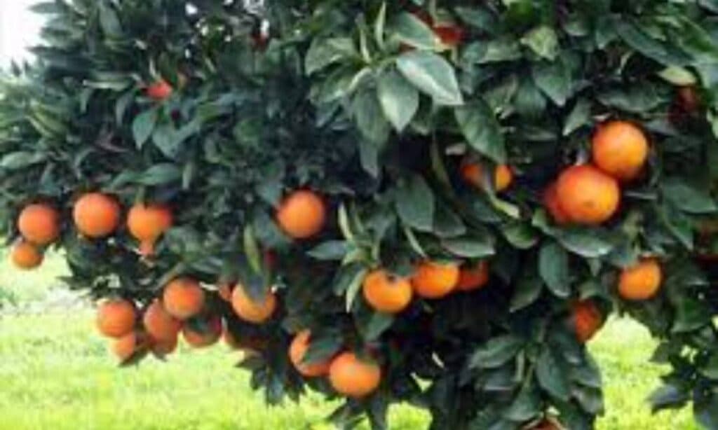 تولید و فروش محصولات شمال حاج علی بابلی در دلیجان