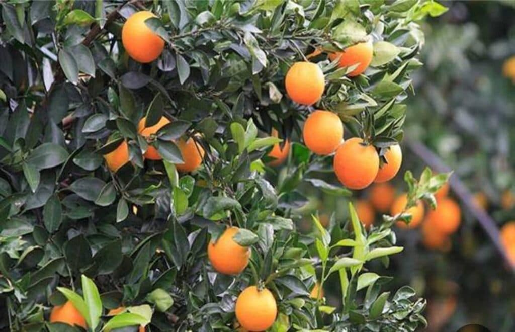 تولید و فروش محصولات شمال حاج علی بابلی در دلیجان