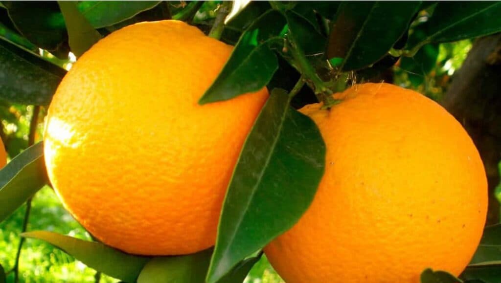 تولید و فروش محصولات شمال حاج علی بابلی در دلیجان