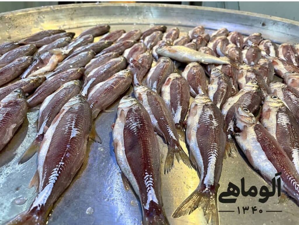 فروش ماهی پاک شده الو ماهی شمال در رشت
