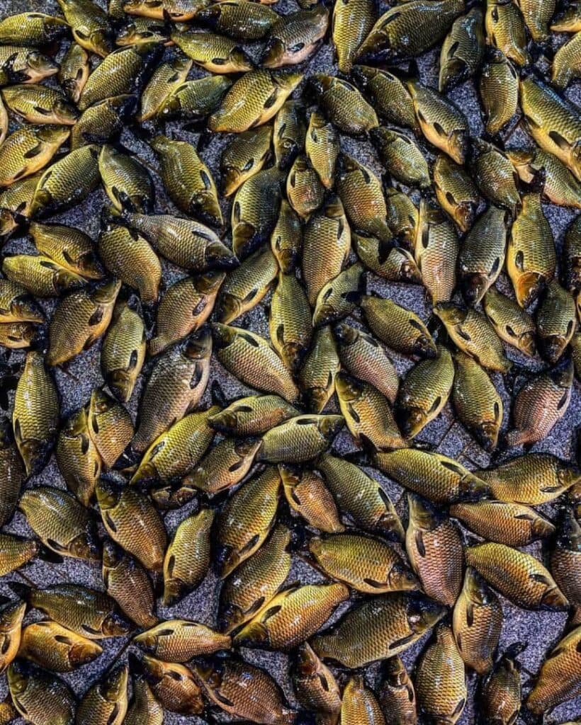 فروش ماهی پاک شده الو ماهی شمال در رشت