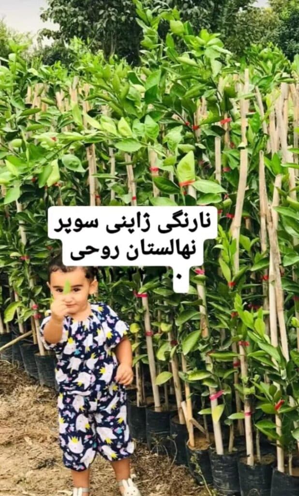 نهالستان و گلخانه برادران روحی در همت آباد ساری