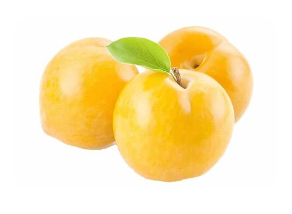 تولید و فروش نهال رمضانی در میاندوآب