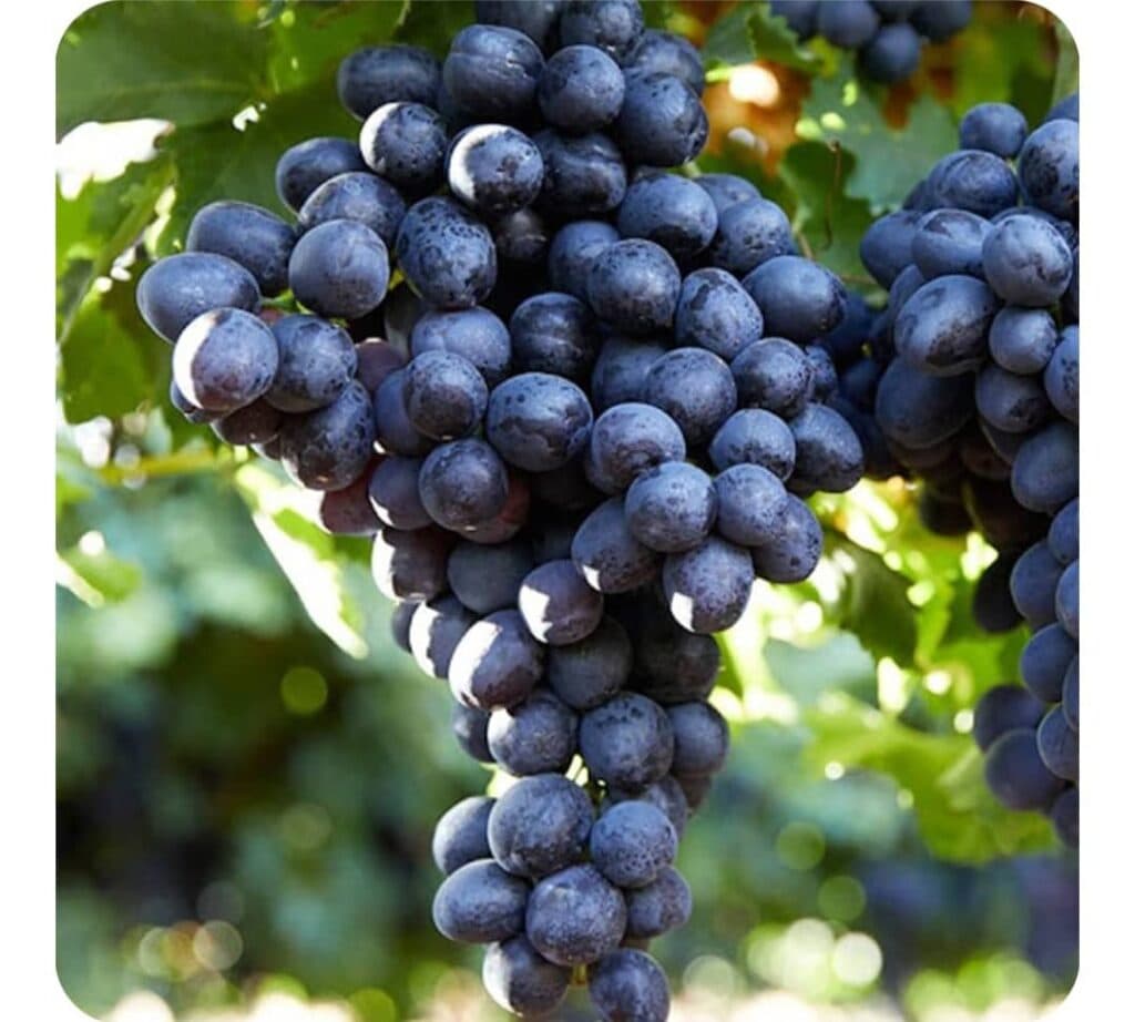 تولید و فروش نهال رمضانی در میاندوآب