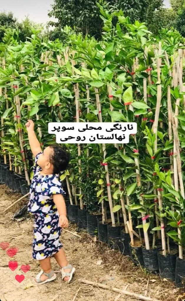 نهالستان و گلخانه برادران روحی در همت آباد ساری