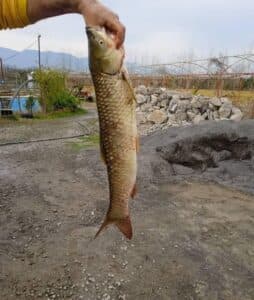 مزرعه پرورش ماهی سفید و ماهی قزل آلا عمو سجاد در چمستان نور