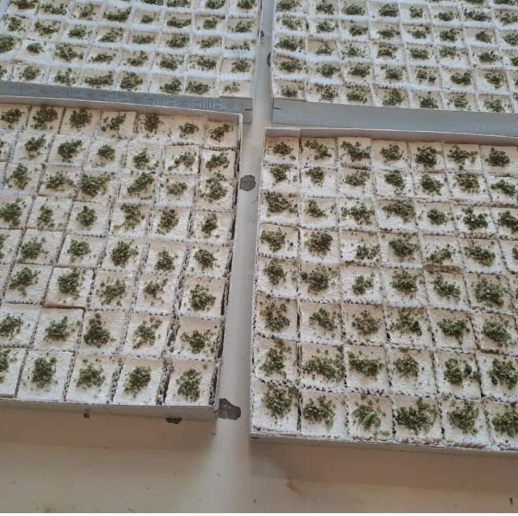 شیرینی گل سرخ در تبریز